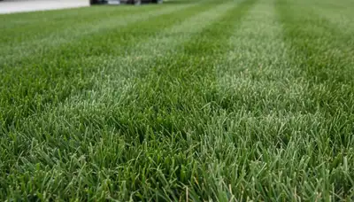 Close-up of freshly cut green grass showing precise lawn mowing quality in Tampa, FL landscaping service