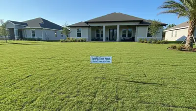 Freshly installed green sod lawn showcasing professional landscaping transformation in Tampa, FL