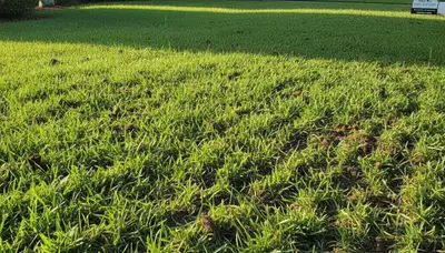 Tampa FL lawn recovering after aeration treatment with fresh green grass and improved turf health